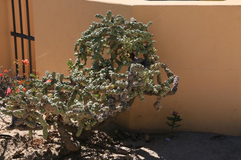 Chainlink cactus